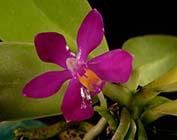 Phal. pulchra